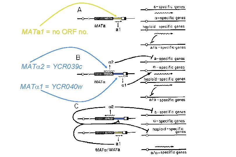 MATa 1 = no ORF no. a a 1 MAT 2 = YCR 039