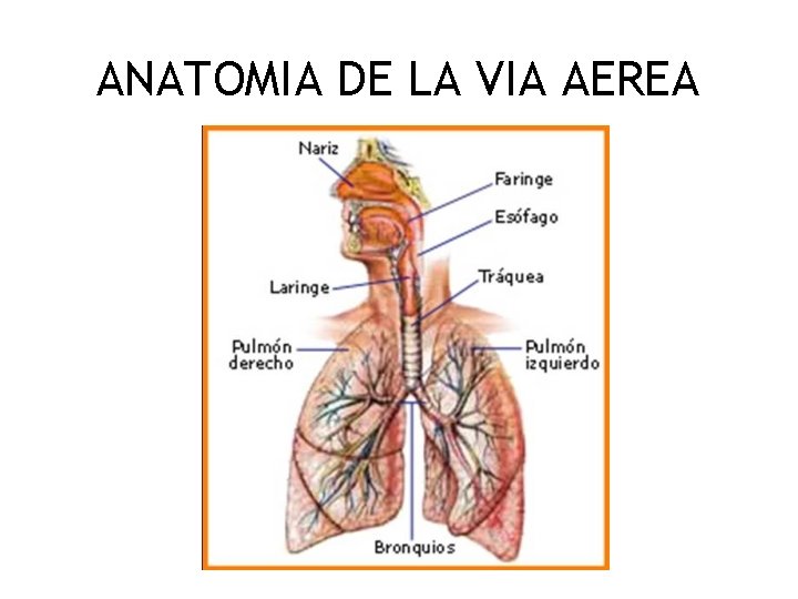 ANATOMIA DE LA VIA AEREA 