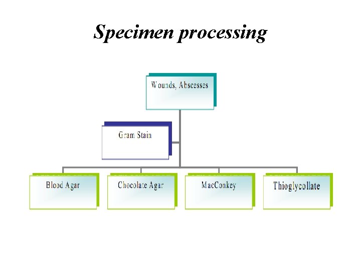 Specimen processing 