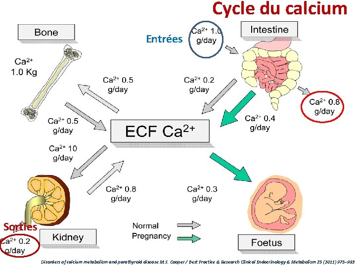 Cycle du calcium Entrées Sorties Disorders of calcium metabolism and parathyroid disease M. S.