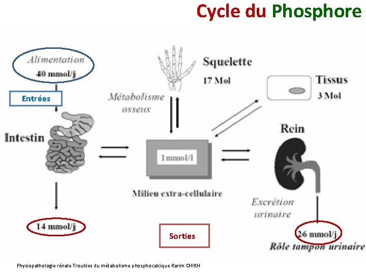 Cycle du Phosphore Entrées Sorties Physiopathologie rénale Troubles du métabolisme phosphocalcique Karim CHIKH 