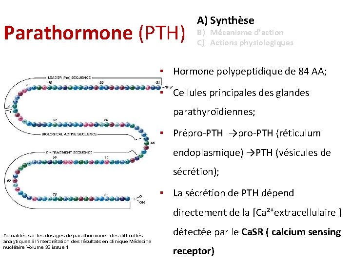 Parathormone (PTH) A) Synthèse B) Mécanisme d’action C) Actions physiologiques ▪ Hormone polypeptidique de