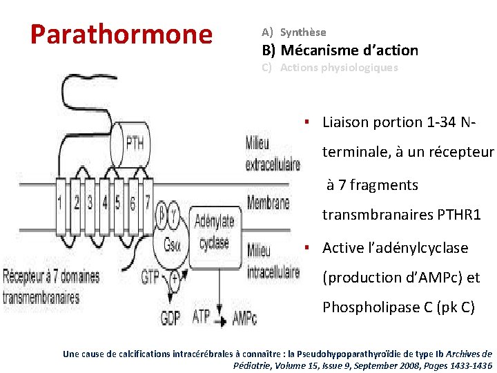 Parathormone A) Synthèse B) Mécanisme d’action C) Actions physiologiques ▪ Liaison portion 1 -34