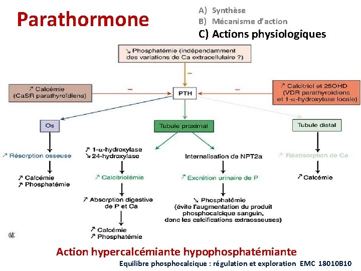 Parathormone A) Synthèse B) Mécanisme d’action C) Actions physiologiques Action hypercalcémiante hypophosphatémiante Equilibre phosphocalcique