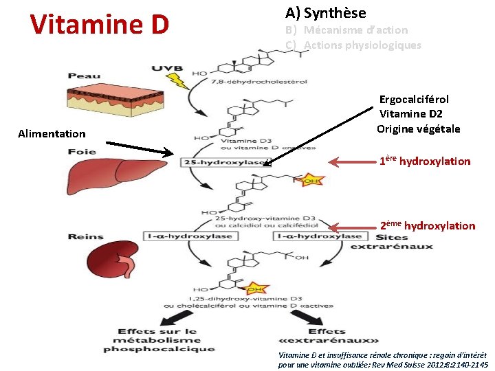 Vitamine D Alimentation A) Synthèse B) Mécanisme d’action C) Actions physiologiques Ergocalciférol Vitamine D
