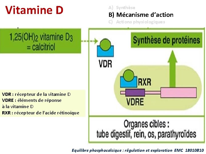 Vitamine D A) Synthèse B) Mécanisme d’action C) Actions physiologiques VDR : récepteur de