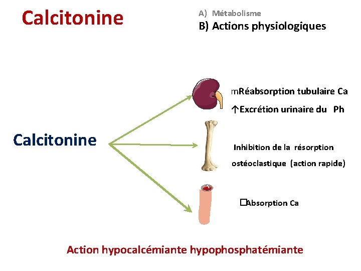 Calcitonine A) Métabolisme B) Actions physiologiques Calcitonine m. Réabsorption tubulaire Ca ↑Excrétion urinaire du