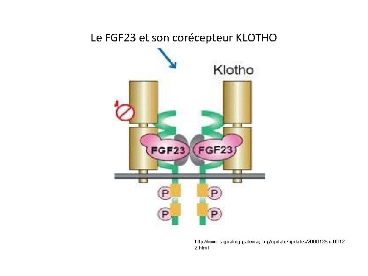 Le FGF 23 et son corécepteur KLOTHO http: //www. signaling-gateway. org/updates/200612/su-06122. html 