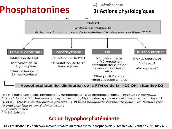 Phosphatonines A) Métabolisme B) Actions physiologiques Action hypophosphatémiante FGF 23 et Klotho : les