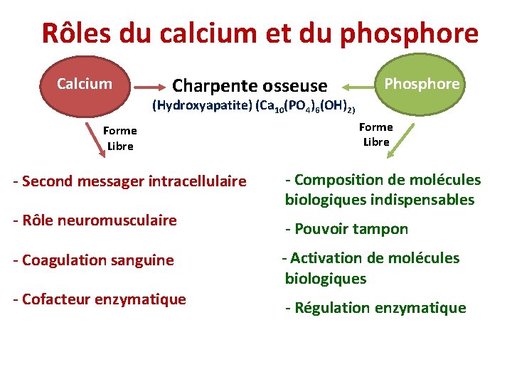 Rôles du calcium et du phosphore Calcium Charpente osseuse Phosphore (Hydroxyapatite) (Ca 10(PO 4)6(OH)2)
