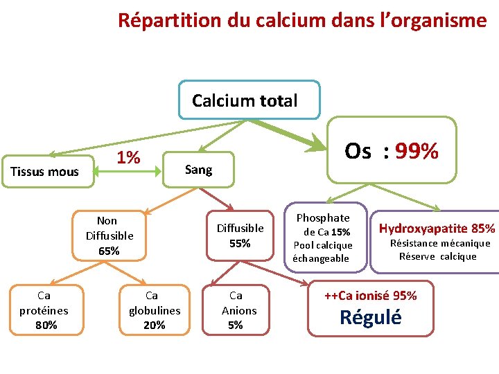 Répartition du calcium dans l’organisme Calcium total Tissus mous 1% Non Diffusible 65% Ca