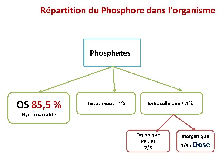 Répartition du Phosphore dans l’organisme Phosphates OS 85, 5 % Tissus mous 14% Extracellulaire