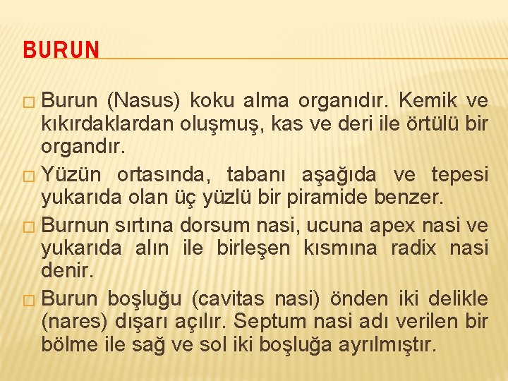 BURUN � Burun (Nasus) koku alma organıdır. Kemik ve kıkırdaklardan oluşmuş, kas ve deri