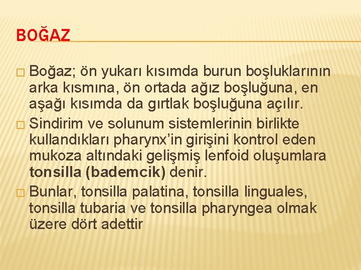 BOĞAZ � Boğaz; ön yukarı kısımda burun boşluklarının arka kısmına, ön ortada ağız boşluğuna,