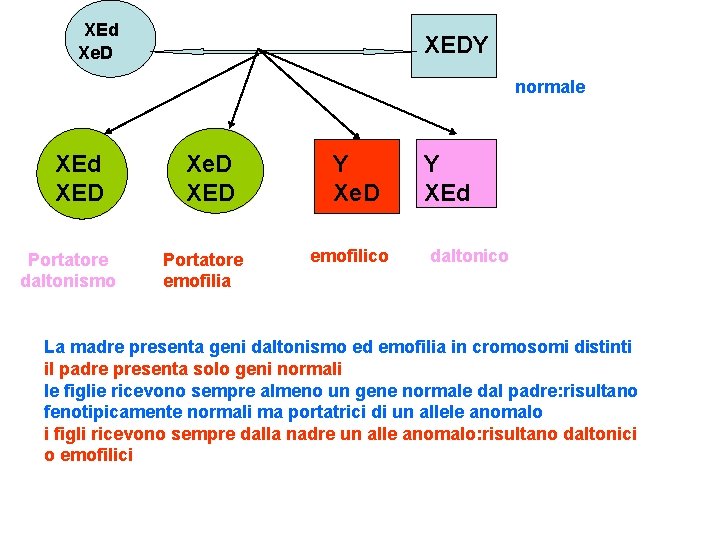XEd Xe. D XEDY normale XEd XED Portatore daltonismo Xe. D XED Portatore emofilia