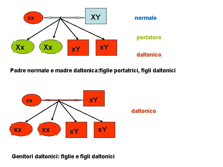 XY xx normale portatore Xx Xx x. Y daltonico Padre normale e madre daltonica: XY xx normale portatore Xx Xx x. Y daltonico Padre normale e madre daltonica: