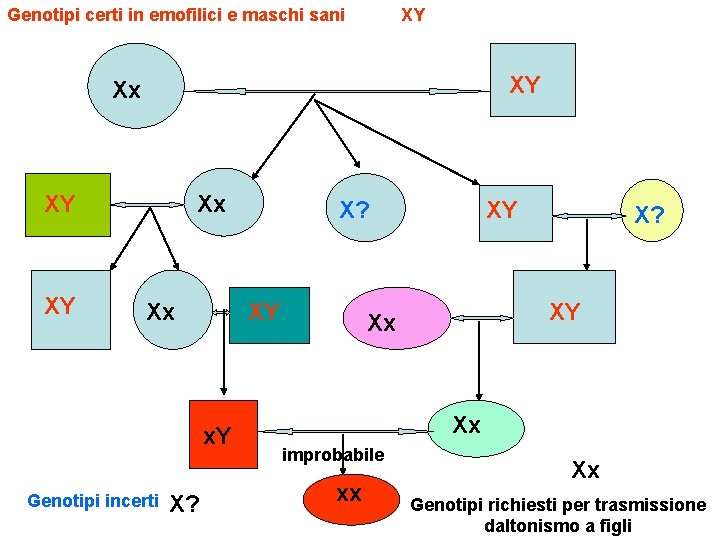 Genotipi certi in emofilici e maschi sani XY XY Xx Xx XY x. Y Genotipi certi in emofilici e maschi sani XY XY Xx Xx XY x. Y