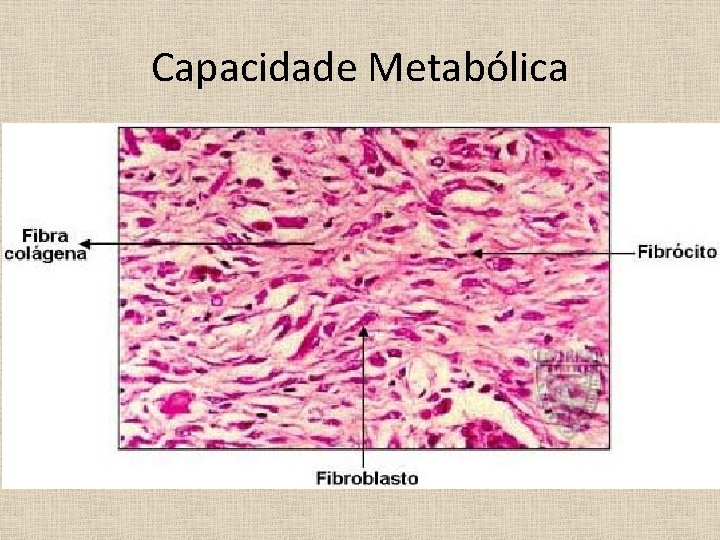 Capacidade Metabólica • Fibroblasto: intensa atividade de síntese metabólica • Fibrócito: células metabolicamente quiescentes.