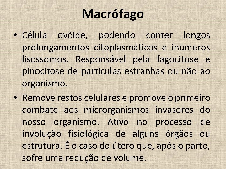 Macrófago • Célula ovóide, podendo conter longos prolongamentos citoplasmáticos e inúmeros lisossomos. Responsável pela