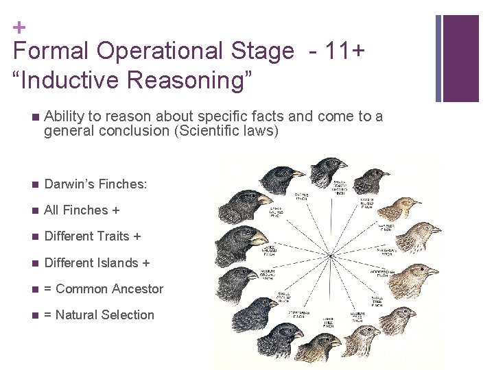 + Formal Operational Stage - 11+ “Inductive Reasoning” n Ability to reason about specific