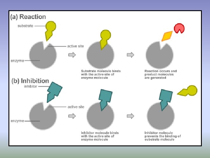 Molecular interactions in cells Many Metabolic pathways biochemical