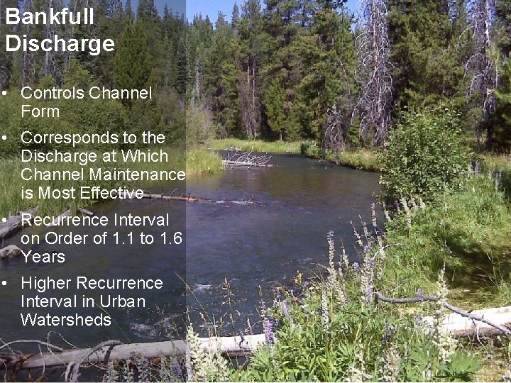 Bankfull Discharge • Controls Channel Form • Corresponds to the Discharge at Which Channel