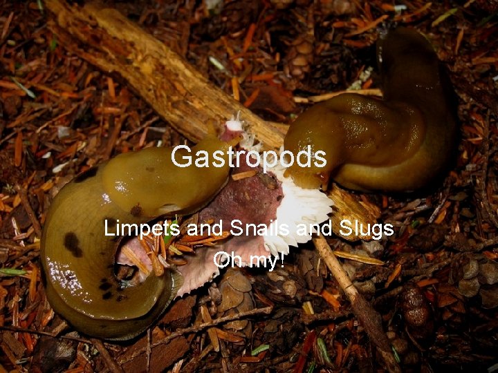 Gastropods Limpets and Snails and Slugs Oh my! 