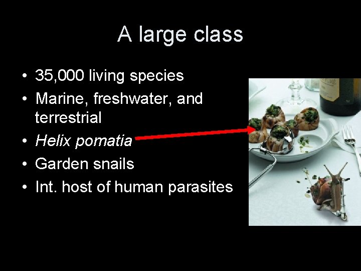 A large class • 35, 000 living species • Marine, freshwater, and terrestrial •