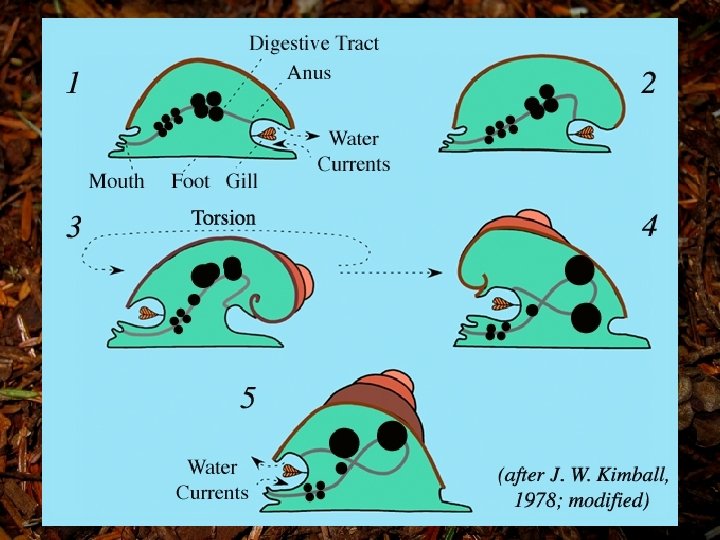 Torsion • Occurs in early development • 180° twisting of VM, mantle, and mantle