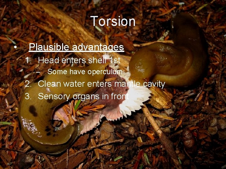 Torsion • Plausible advantages 1. Head enters shell 1 st – Some have operculum