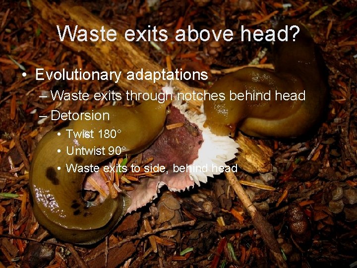 Waste exits above head? • Evolutionary adaptations – Waste exits through notches behind head