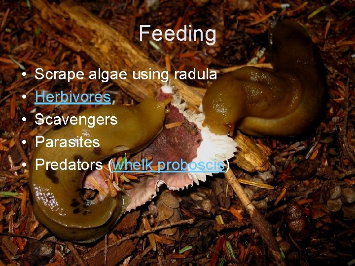 Feeding • • • Scrape algae using radula Herbivores Scavengers Parasites Predators (whelk proboscis)