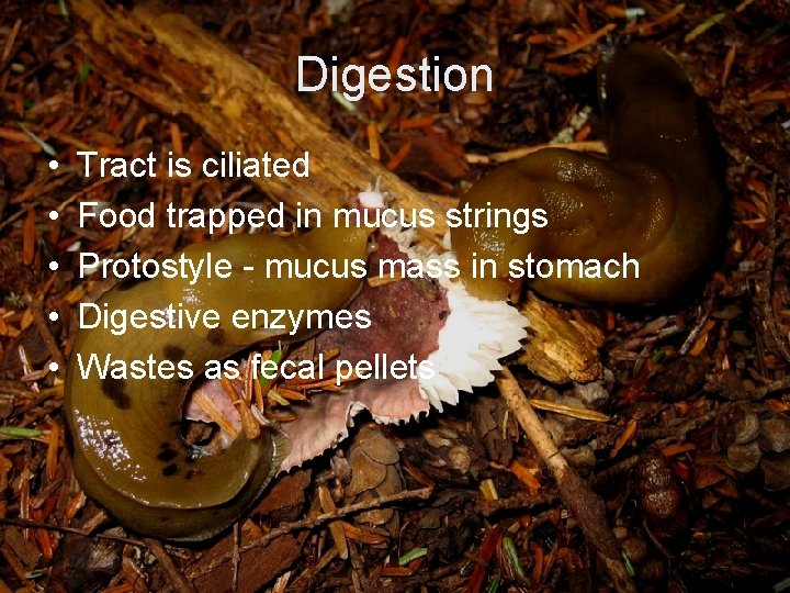 Digestion • • • Tract is ciliated Food trapped in mucus strings Protostyle -