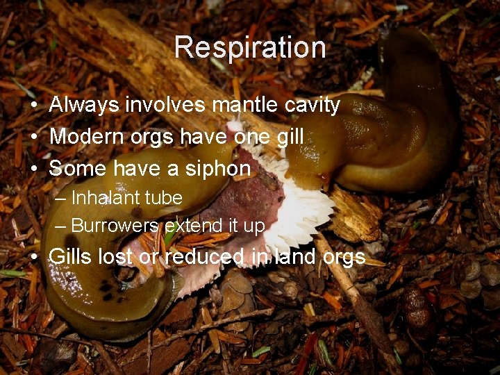 Respiration • Always involves mantle cavity • Modern orgs have one gill • Some