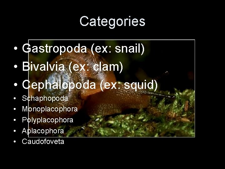 Categories • Gastropoda (ex: snail) • Bivalvia (ex: clam) • Cephalopoda (ex: squid) •