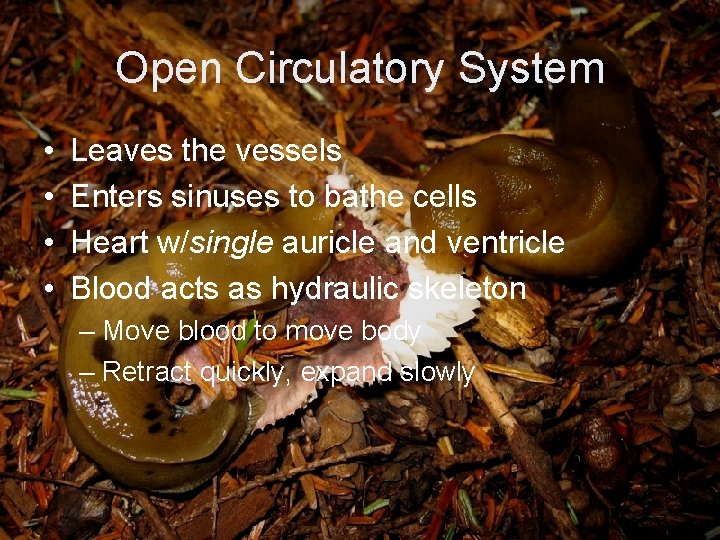 Open Circulatory System • • Leaves the vessels Enters sinuses to bathe cells Heart