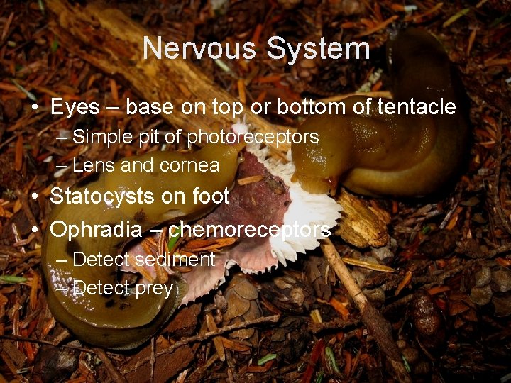 Nervous System • Eyes – base on top or bottom of tentacle – Simple