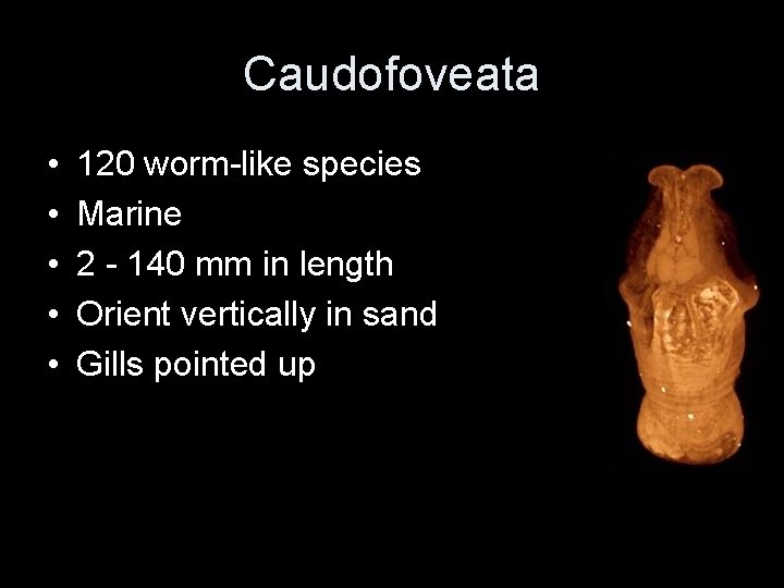 Caudofoveata • • • 120 worm-like species Marine 2 - 140 mm in length