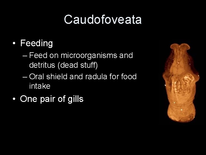 Caudofoveata • Feeding – Feed on microorganisms and detritus (dead stuff) – Oral shield
