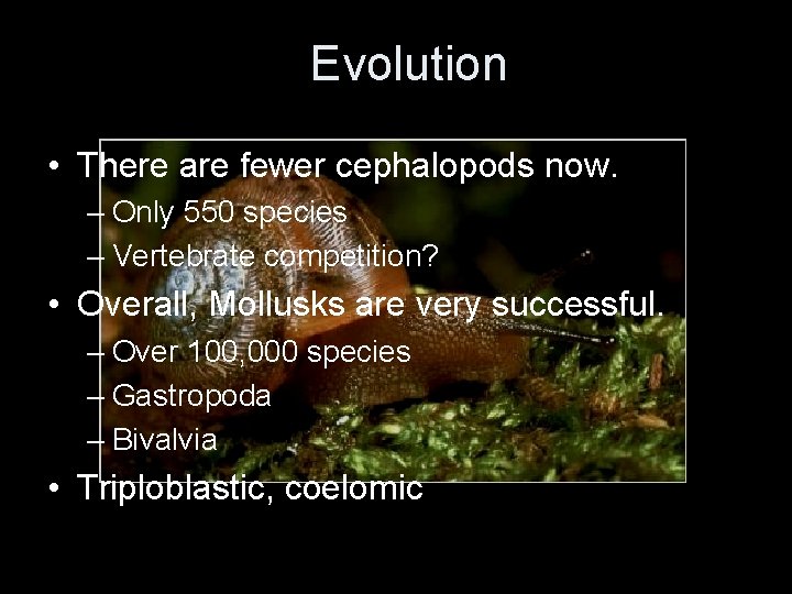 Evolution • There are fewer cephalopods now. – Only 550 species – Vertebrate competition?