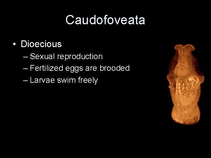 Caudofoveata • Dioecious – Sexual reproduction – Fertilized eggs are brooded – Larvae swim