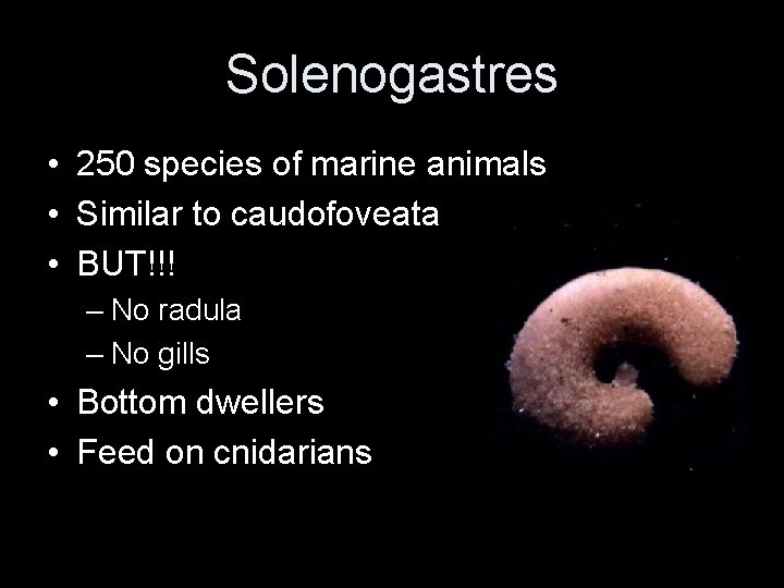 Solenogastres • 250 species of marine animals • Similar to caudofoveata • BUT!!! –