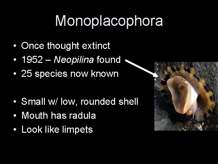 Monoplacophora • Once thought extinct • 1952 – Neopilina found • 25 species now