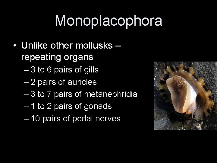 Monoplacophora • Unlike other mollusks – repeating organs – 3 to 6 pairs of