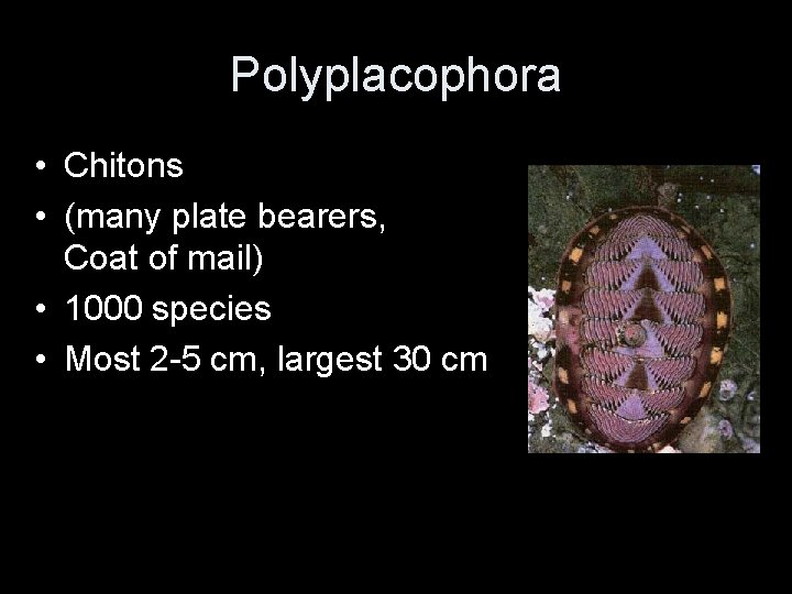 Polyplacophora • Chitons • (many plate bearers, Coat of mail) • 1000 species •