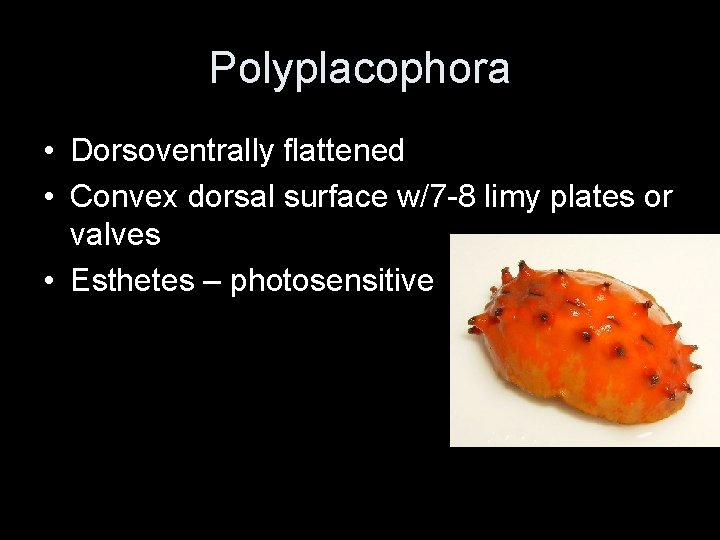 Polyplacophora • Dorsoventrally flattened • Convex dorsal surface w/7 -8 limy plates or valves