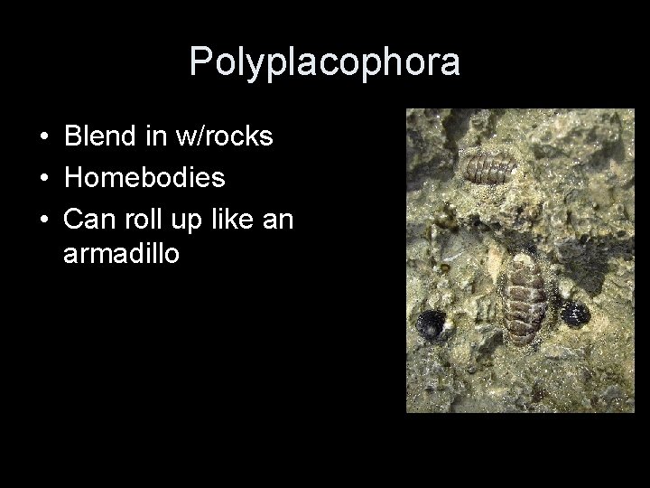 Polyplacophora • Blend in w/rocks • Homebodies • Can roll up like an armadillo