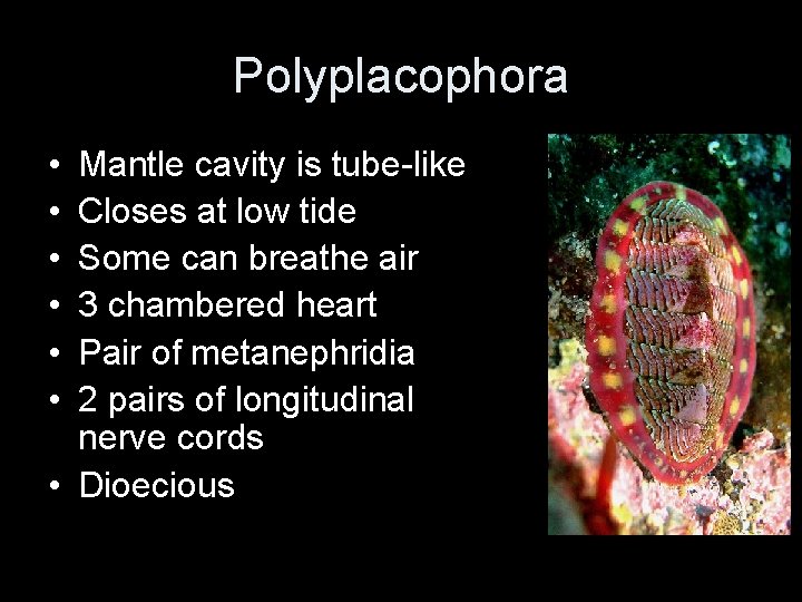 Polyplacophora • • • Mantle cavity is tube-like Closes at low tide Some can