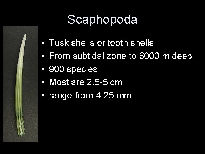 Scaphopoda • • • Tusk shells or tooth shells From subtidal zone to 6000