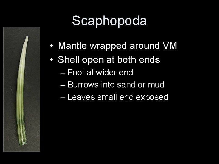 Scaphopoda • Mantle wrapped around VM • Shell open at both ends – Foot